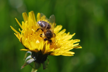 Bee visiting a dandelion flower