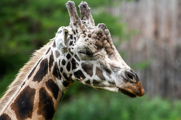 Giraffe 3
