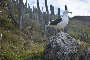 seagull on a nest