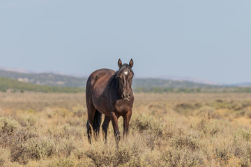 Wild Horse in the Colorado High Desert in Summer