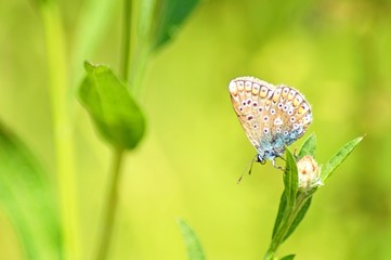 butterfly on flower
