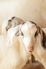 Lovely couple white kids goats.