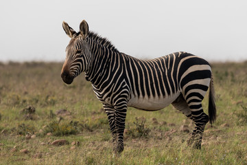 Naklejka premium One mountain zebra in the Mountain Zebra national Park in South Africa