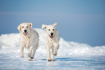 two happy dogs running outdoors in winter