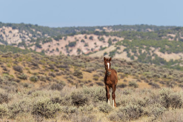 Wild Horse in the Colorado High Desert in Summer