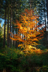 Illuminated Autumn Tree