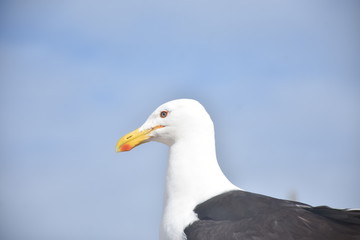 seagull on beach