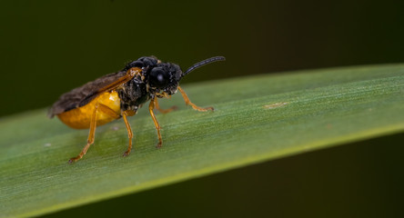 Bug on a leaf