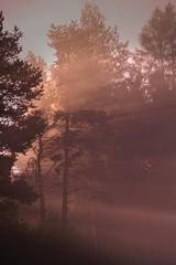 Obraz na płótnie Canvas Mgły