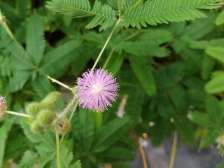 Empfindlich sein wie Mimose