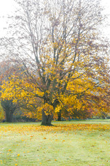 Autumn Colour Display