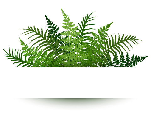 Fern frond frame vector illustration. Polypodiophyta plant leaves decoration on white background. Detailed bracken fern drawing, tropical forest herbs, fern frond grass card border.
