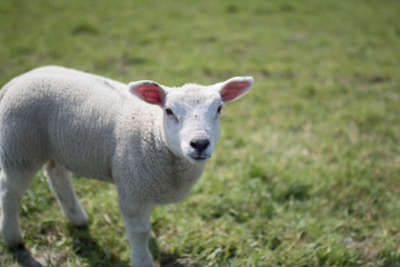 Fototapeta premium young sheep 
