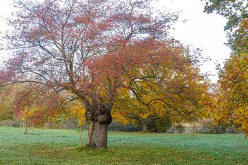 Autumn Colour Display