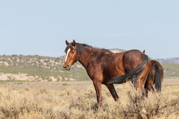 Wild Horse in the Colorado High Desert in Summer
