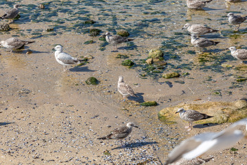 View at the sea and rocks with seagulls on atlantic ocean