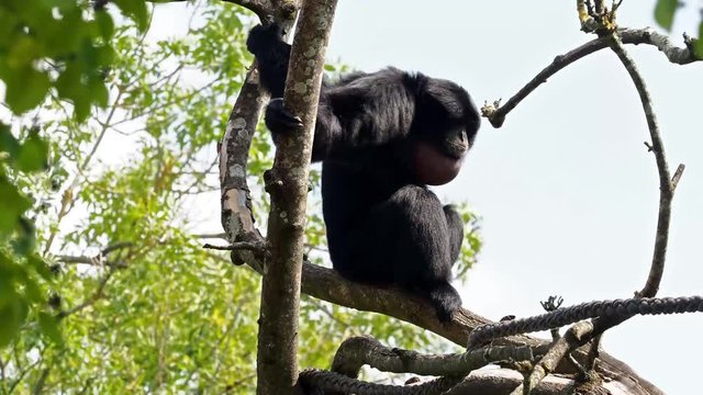 Siamang - Symphalangus syndactylus