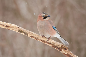 Eurasian jay sits on a tree branch and turns its head to look directly at the lens.
