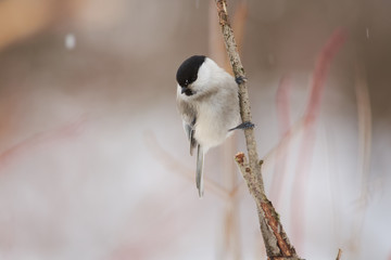 Naklejka na ściany i meble Willow tit sits on a branch of a tree in a forest park and looks down in search of food.