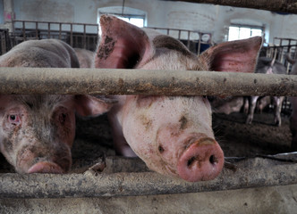 Feeding pigs on a farm