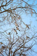 Flock of crows on the branches of trees