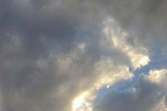 Clouds On Blue Cky	