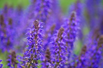 Obraz premium bunch of lavender
