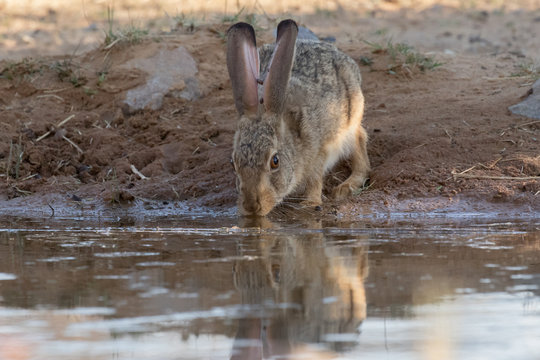 One cape hare drinking water