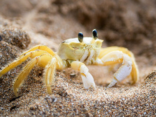 Petit crabe de plage