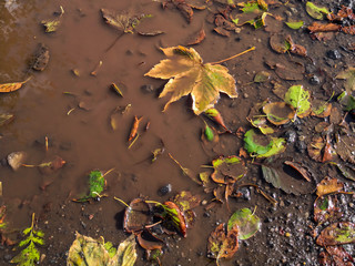 Leuchtendes Laub liegt auf dem Boden im Wasser