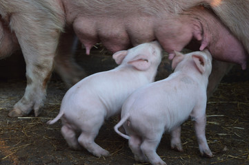 A small piglet in the farm
