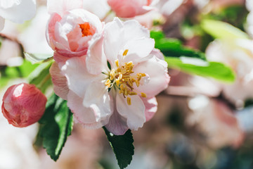 apple tree blossom
