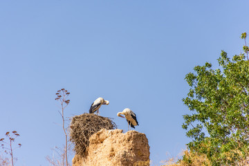 Couple of storks
