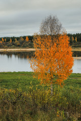 autumn tree on the Bank of the Northern river