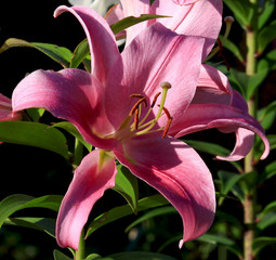 Flowering lily in the garden in the summer. Natural blurred back