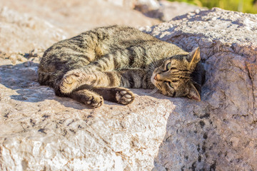 gray stripped street cat animal portrait looking as feeling disappointed and lazy  lay on stone surface with sight sideways
