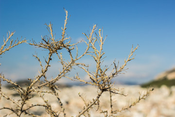 soft focus dry barbed bush leaves and branches and unfocused south city on background in summer colorful clear weather time, empty copy space
