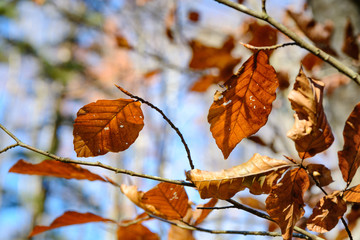 Red leaves on the branches are ready to fall from the light wind down