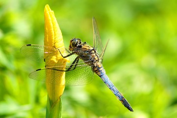 dragonfly on flower