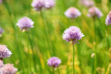 flowers in the garden
