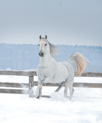 white arabian horse runs in the snow