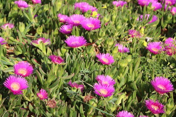 Purple blooming Mesembryanthemum in Syracuse in spring at Mediterranean Sea, Sicily Italy
