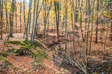 A stream in a beech forest in autumn