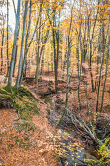 Beech forest in autumn