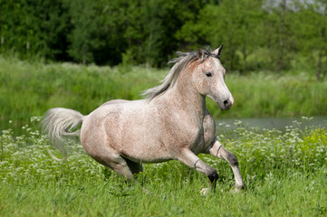 Obraz na płótnie Canvas grey arabian horse runs free in summer field