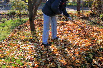 The gardener rakes up a pile of fallen autumn leaves in the garden.