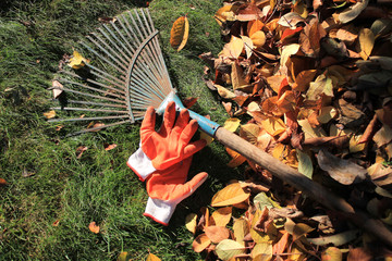 A fan rake and gloves lie on the grass next to fallen autumn leaves.