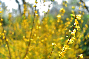 yellow leaves of a tree in spring