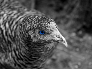 Das Huhn mit blauen Augen
