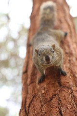 Eichhörnchen ist neugierig und frech